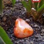 Kırmızı Akik Kök Çakra Taşı 2 adet